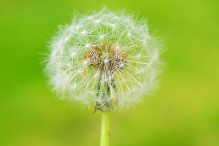 Seeds plant close up