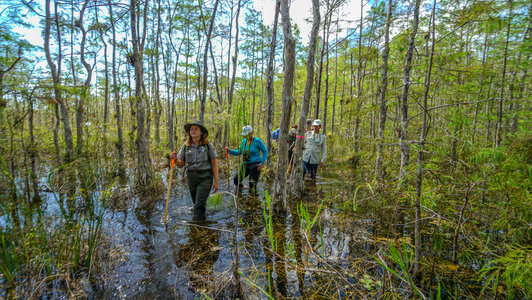 People walking across the swamp in Big Cypress photo