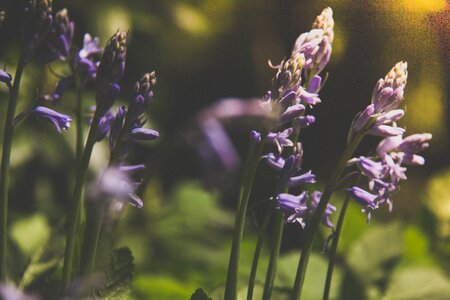 Floral bloom garden photo