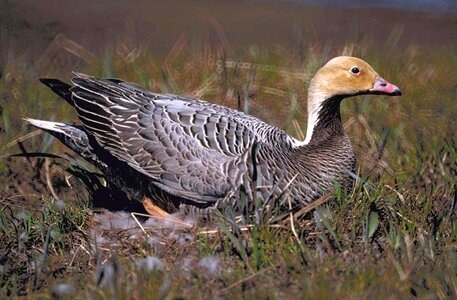 Female goose nest