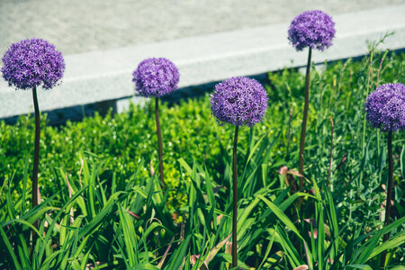 Blooming Allium Giganteum