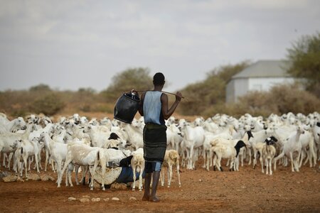 Sheep mammal goats photo