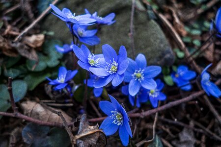 Blue forest spring photo