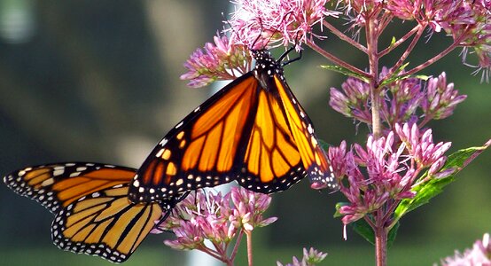 Orange wings bug photo