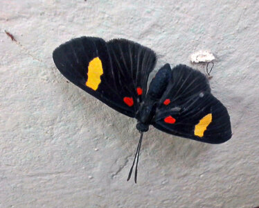 Animal arthropod black