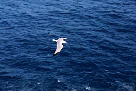 Seagull flying over the sea photo