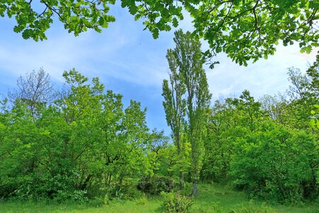 Poplar spring nature