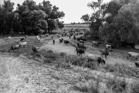 Herd of Cows on the Field photo