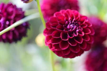 Calyx vielett purple