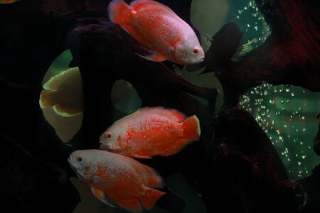 Dark Waters Fishes photo