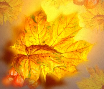 Autumn art golden autumn collage photo