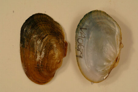 Epioblasma capsaeformis-1