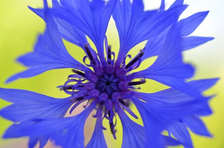 Blue violet nature flower