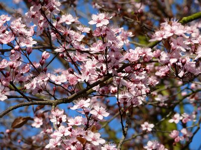 Spring bloom blue sky photo