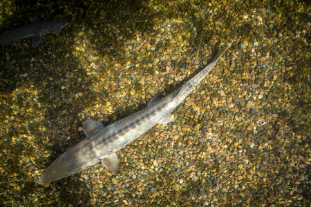 Pallid Sturgeon-3