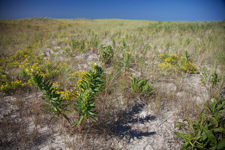 Newly planted Seaside Goldenrod at Monomoy NWR