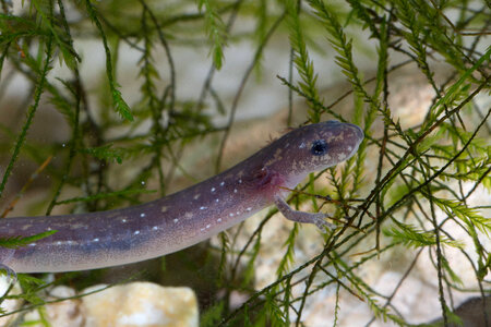 San Marcos Salamander-3