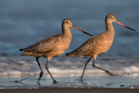 Marbled Godwits photo