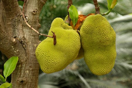 Fruit exotic prickly