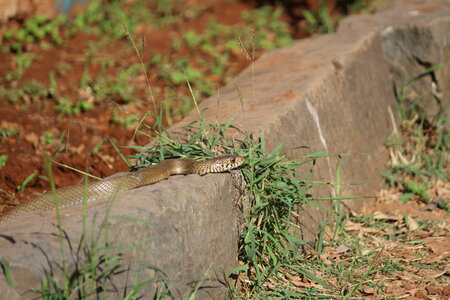 Snake In Garden Forest