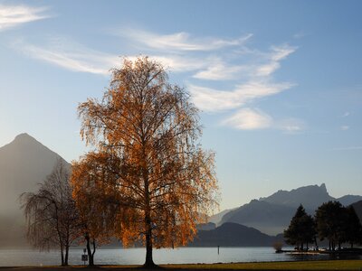 Bank promenade tree photo