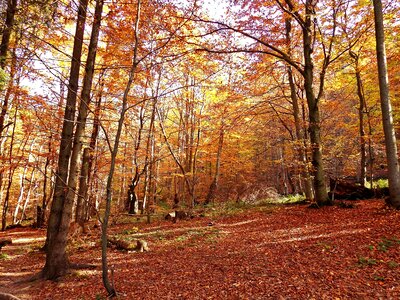 Autumn autumn season beech photo