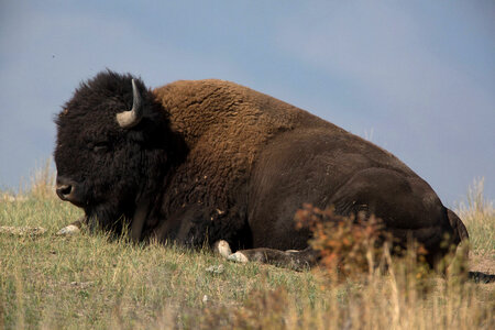 Bull rests in grass