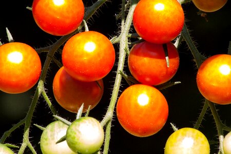 Grown nachtschattengewächs food
