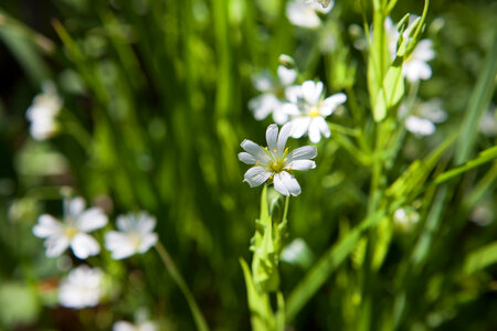 spring flowers