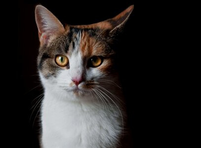 Animal beautiful photo cat