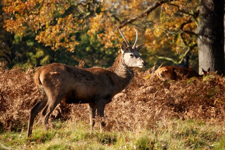 Richmond park wildlife stag