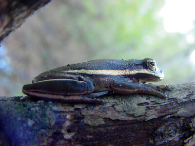 Green tree frog-1 photo