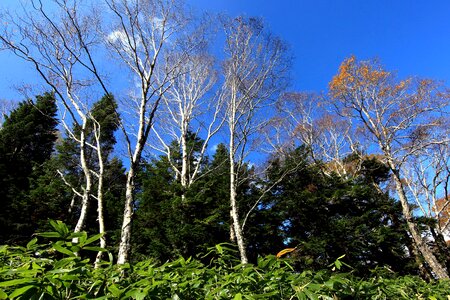 Birch branch branches photo