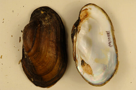 Lampsilis siliquoidea-1