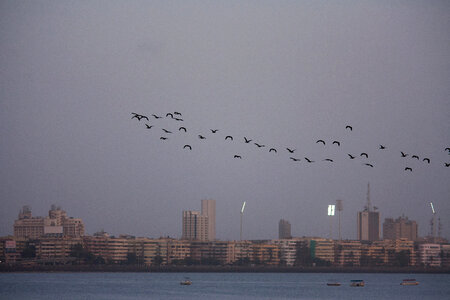 Fleet Of Birds Over Sea photo