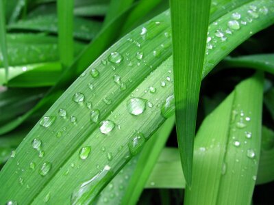 Dewdrop grass leaves
