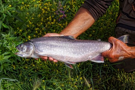 Alaska dolly trout photo