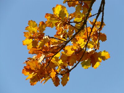 Sessile oak quercus petraea winter oak photo