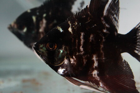 Black Fish Aquarium