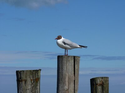 Baltic sea gull darß photo