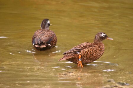 Ducks water 
