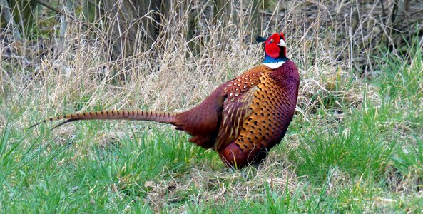 Species galliformes tail feathers photo