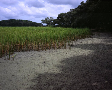 Pinckney Island scenic