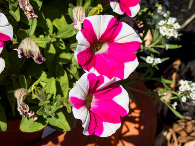 Pink and White Striped Flowers photo