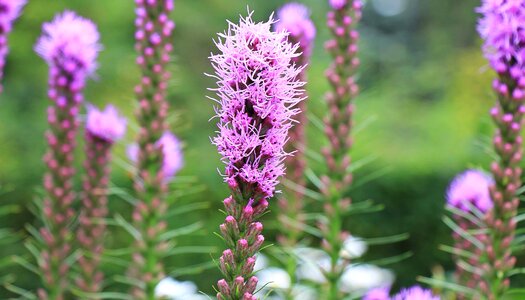 Beautiful Flowers blooming blossom photo