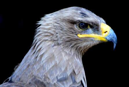 Bird of prey beak babu photo