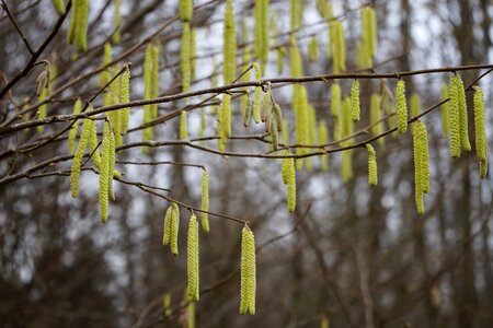 Yellow kitten corylus avellana