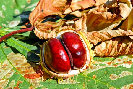 Autumn beautiful photo chestnut photo