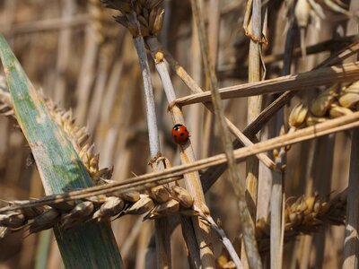 Agricultural agriculture animal