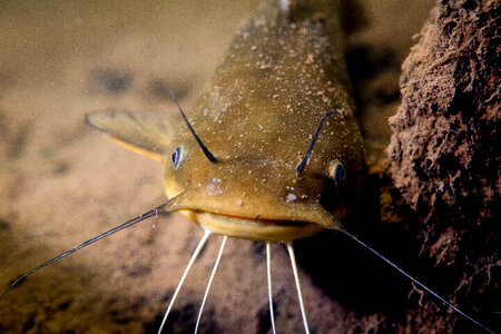 Yellow bullhead catfish-3